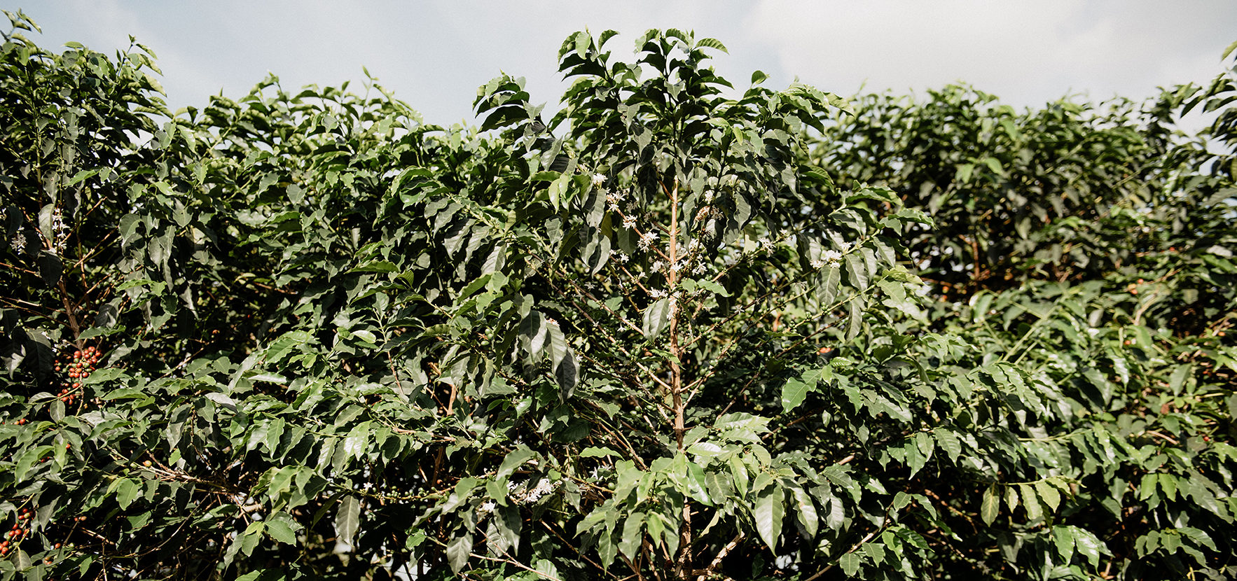 Rwandan shade-grown coffee trees at Tropic Coffee