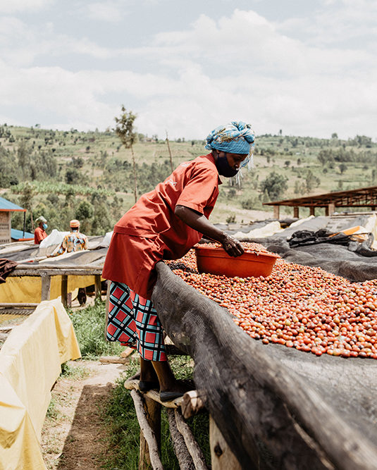 Handsorting the coffee cherries at Tropic Coffee Rwanda