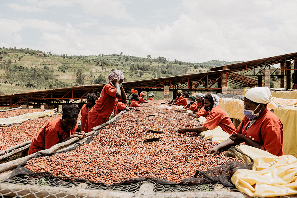 Rwandan specialty Arabica coffee - handsorting the beans at Kabyiniro coffee station, Tropic Coffee
