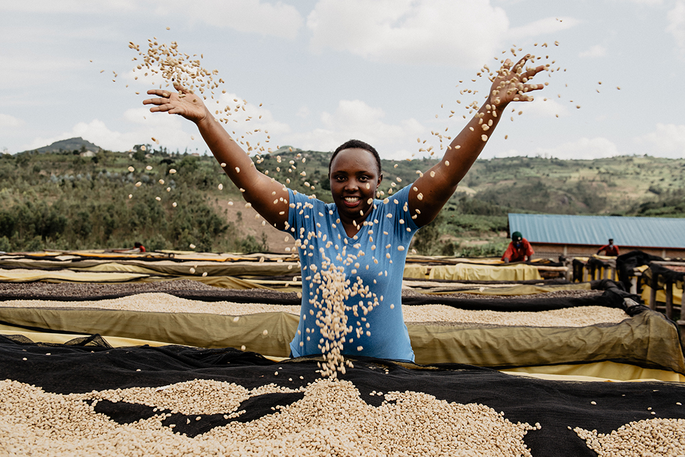 Women handsorting the dried coffee beans at Tropic Coffee Rwanda