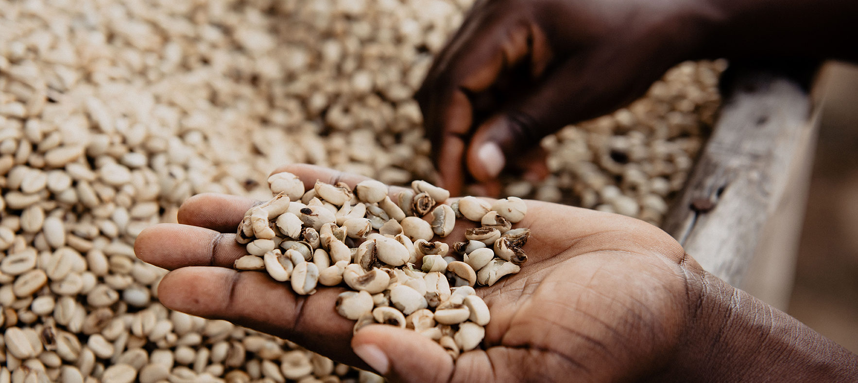 Rwandan certified organic coffee at Tropic Coffee