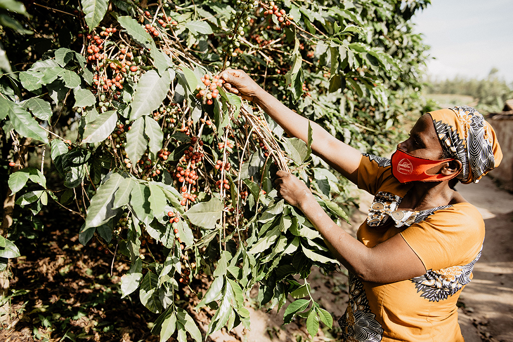 Picking Rwandan specialty Arabica coffee at Tropic Coffee
